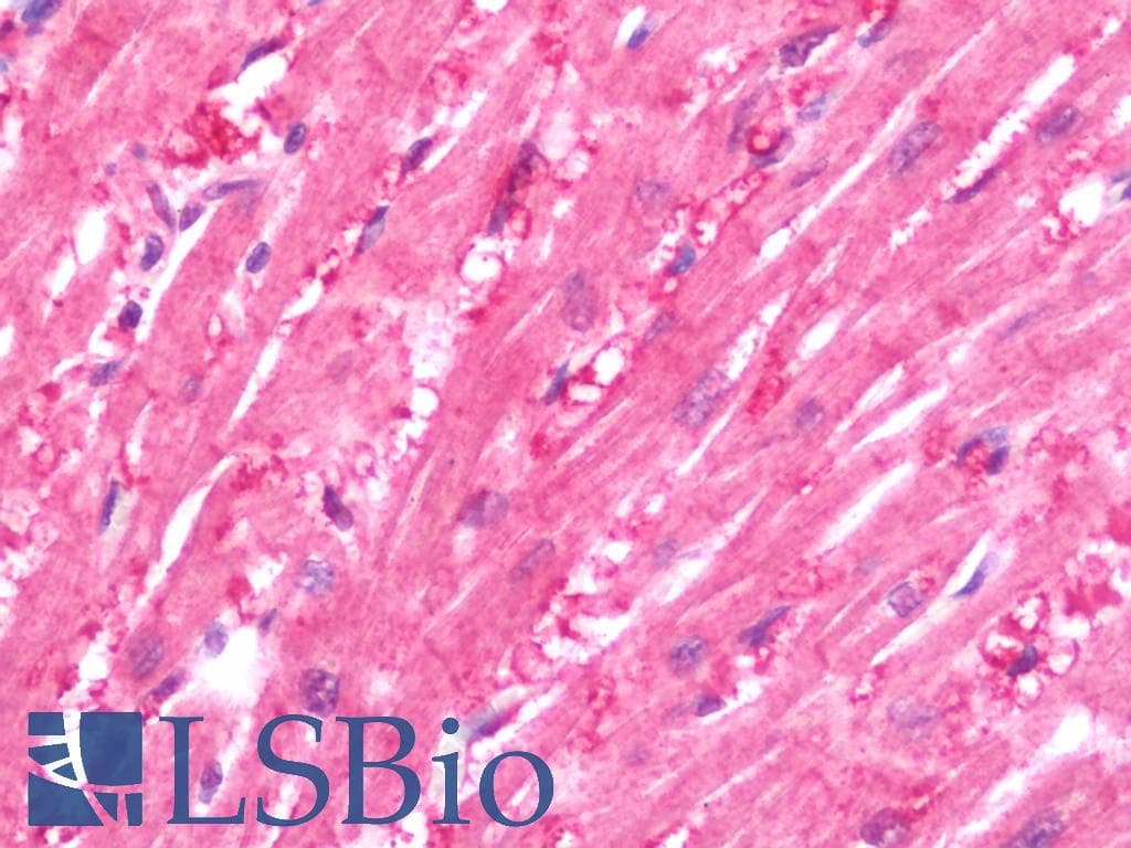 IHC-plus™ CRLF1 Antibody (aa130-415)