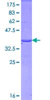 Human FBN1 / Fibrillin 1 Protein (Recombinant GST, N-terminus)