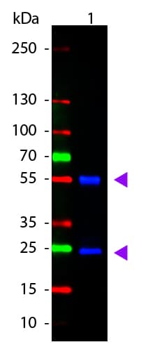 Goat Anti-Mouse IgG Secondary Antibody (Atto 488)