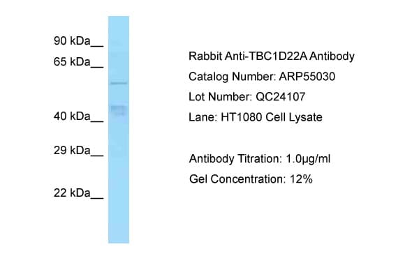 TBC1D22A Antibody (aa230-279)