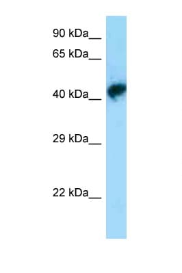 POU3F1 / OCT6 Antibody (N-Terminus)