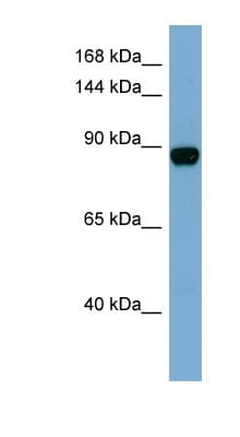 CASD1 Antibody (N-Terminus)
