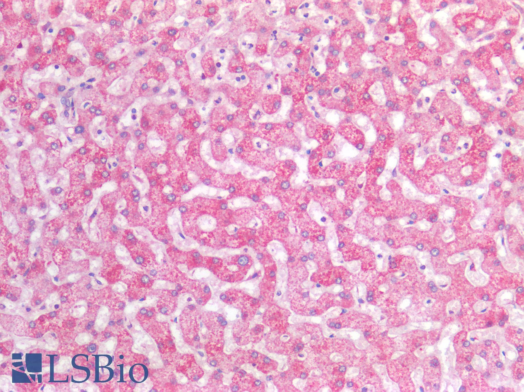PathPlus™ SIAH2 Antibody