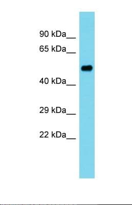 PDE12 Antibody (aa368-417)