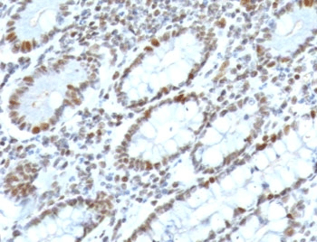 Monoclonal Mouse anti-Human BMI1 / PCGF4 Antibody (clone PGRF4-1, Azide-free,BSA-free, IHC)