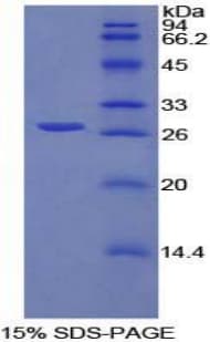 Rat SPON2 / MINDIN Protein (Recombinant His-T7)