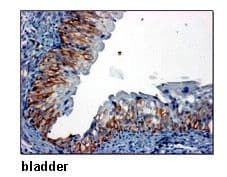 Polyclonal Rabbit anti-Human SLC2A1 / GLUT-1 Antibody (IHC, WB)