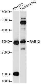 RAB12 Antibody