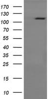 RASA1 Antibody (clone OTI4E2)
