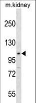 Polyclonal Rabbit anti-Mouse STAT2 Antibody (aa600-626, WB)