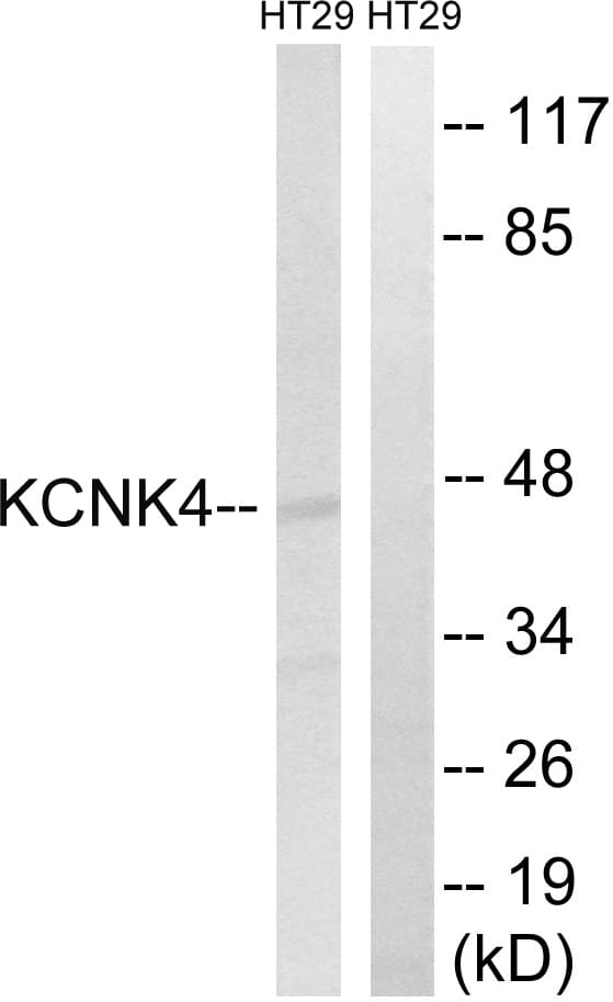 KCNK4 / TRAAK Antibody (aa332-381)