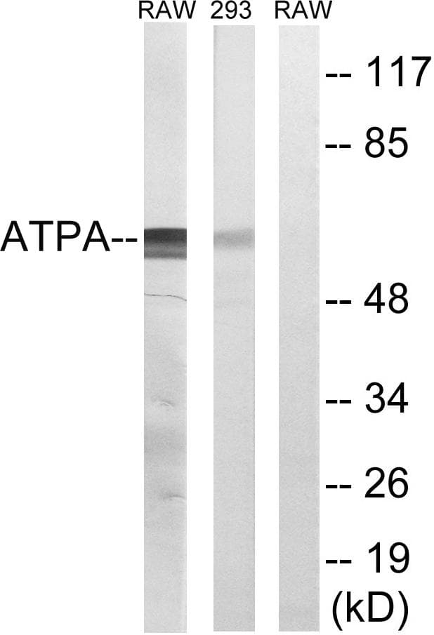 ATP5A1 / ATP Synthase Alpha Antibody