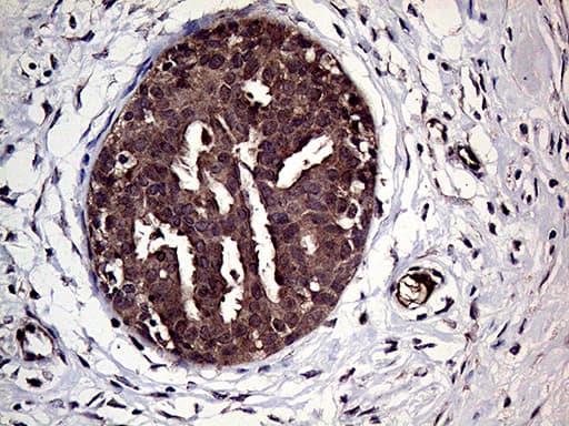 Monoclonal Mouse anti-Human HABP2 Antibody (clone OTI5H3, aa33-330, IHC, WB)
