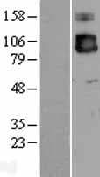 ICAM3 / CD50 Protein (Over-Expression Lysate Myc-DDK (Flag))