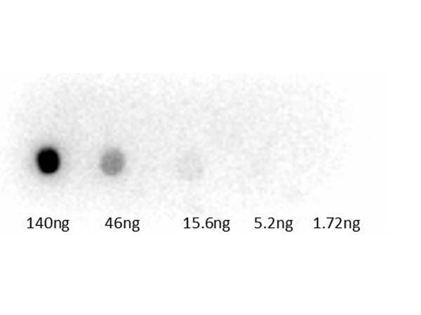 Polyclonal Rabbit anti-Guinea pig Guinea Pig Serum Antibody (Lyophilized, HRP, IHC, WB)