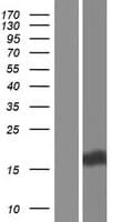 EMA / MUC1 Protein (Over-Expression Lysate Myc-DDK (Flag))