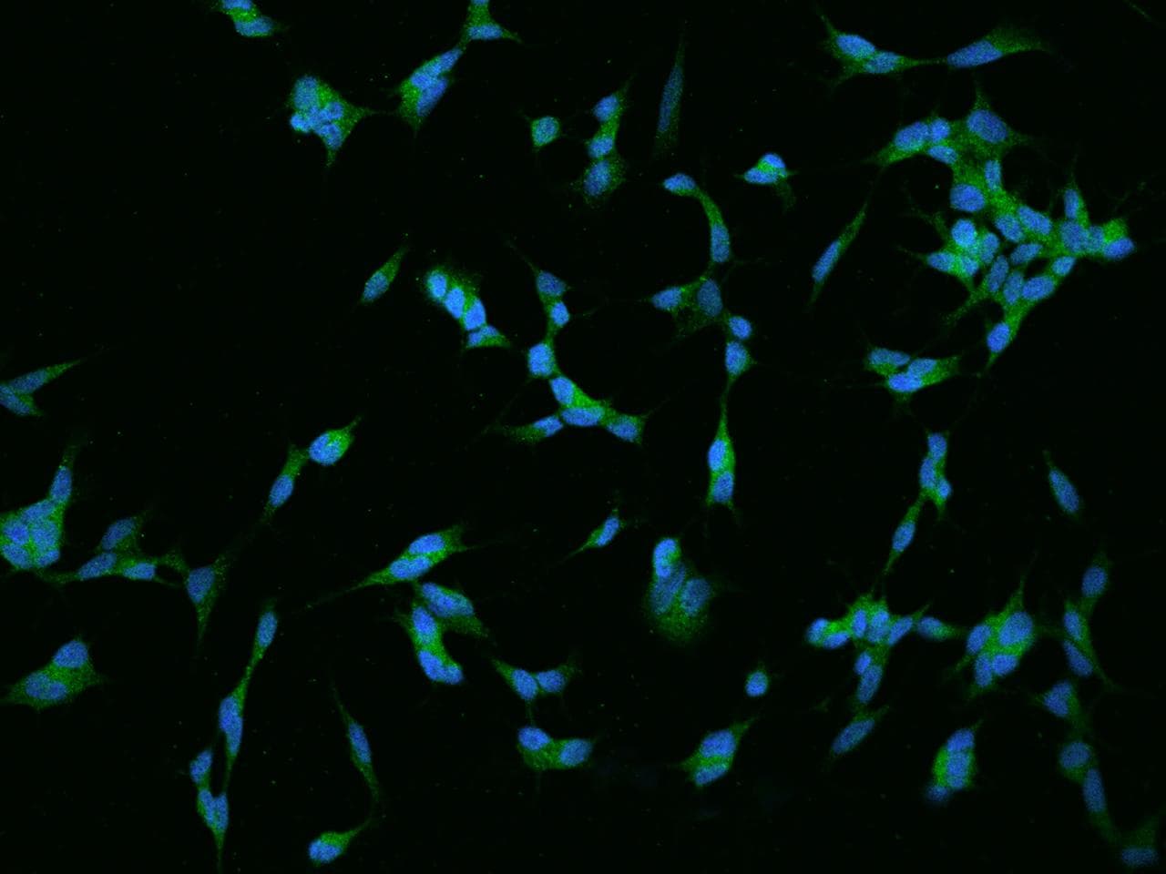 Polyclonal Rabbit anti-Human RGS17 / RGSZ2 Antibody (IF)