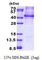 Human NANOG Protein (Recombinant)