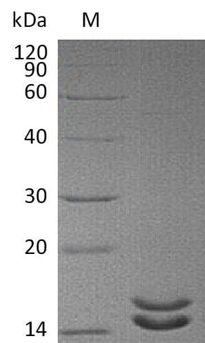 Human IL2 Protein (Recombinant)
