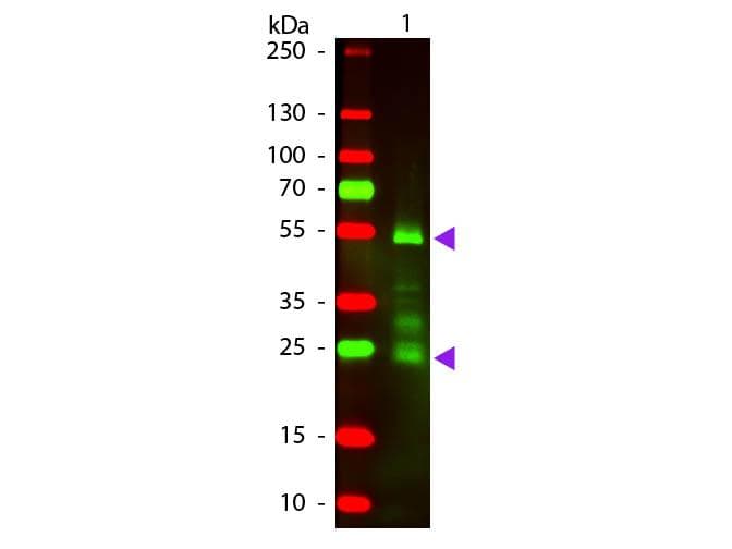 Donkey Anti-Rat IgG Secondary Antibody (TR)