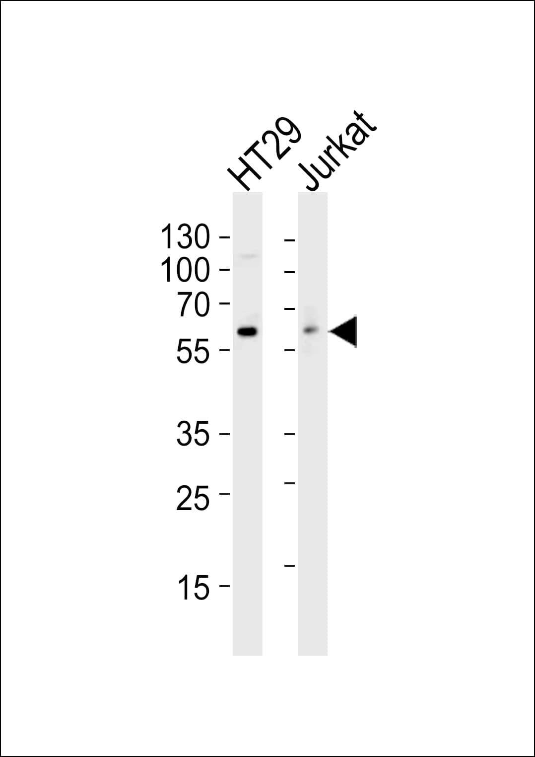 SRC Antibody (clone 17AT28)