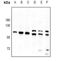Polyclonal Rabbit anti-Human PAPOLA Antibody (WB)