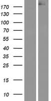 Human APC Protein (Over-Expression Lysate Myc-DDK (Flag))