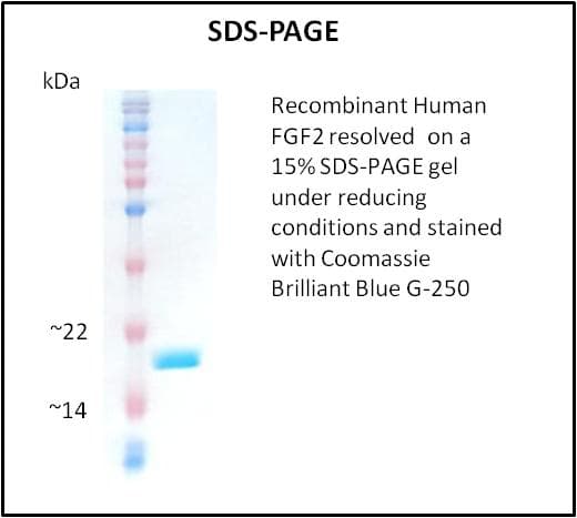 Human FGF2 / Basic FGF Protein (Recombinant)