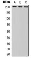MYO16 Antibody (Internal)