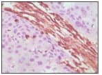 Vimentin Antibody (clone 9E7E7,)