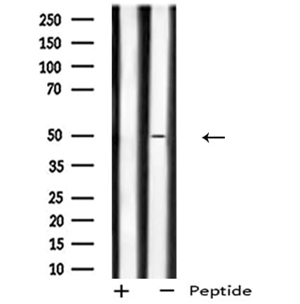 GPR180 Antibody
