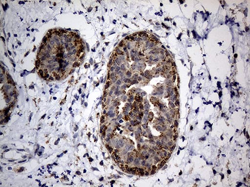 NAGA Antibody (clone OTI3A4, Carrier-free)