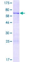 Human BMP2 Protein (Recombinant GST)