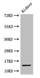 Polyclonal Rabbit anti-Human Brain Protein 44 / BRP44 Antibody (IHC, WB)