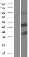 STK26 / MST4 Protein (Over-Expression Lysate Myc-DDK (Flag))