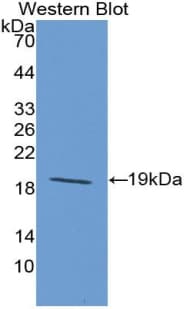 IL-33 Antibody (aa110-261, PE)