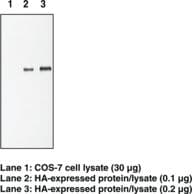 Hemagglutinin / HA Tag Antibody