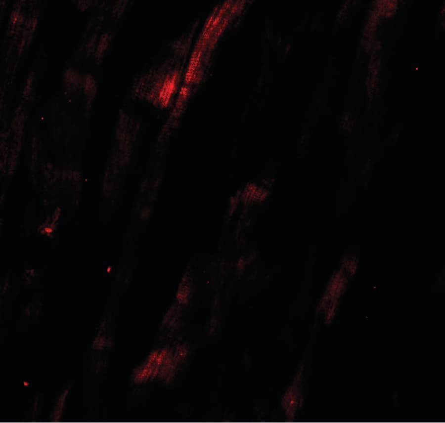 NCLN Antibody