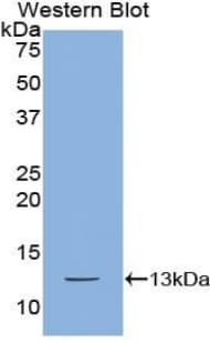 CXCL10 / IP-10 Antibody (aa20-102)