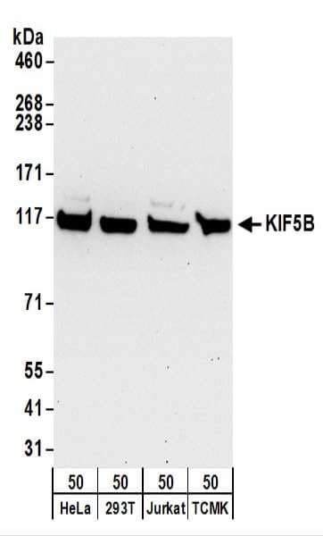 Kinesin Heavy Chain / KIF5B Antibody (aa675-725)