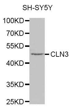 CLN3 Antibody