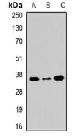 WDR5 Antibody