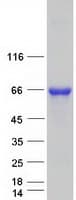 Human NRF1 / NRF-1 Protein (Recombinant Myc-DDK (Flag))