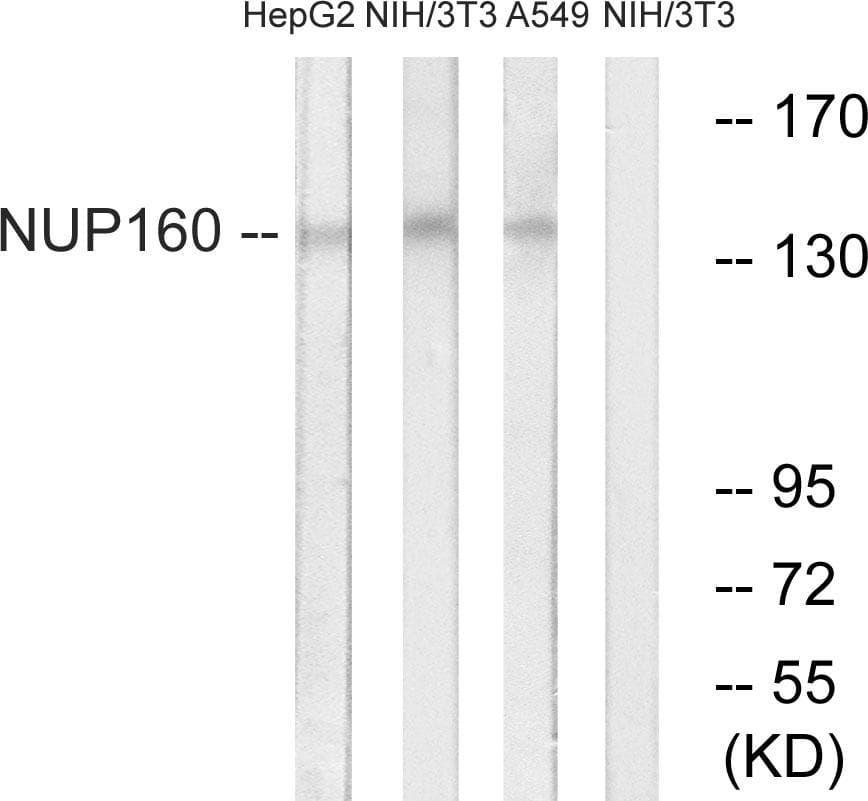 NUP160 Antibody