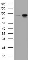 Monoclonal Mouse anti-Human RIP1 / RALBP1 Antibody (clone OTI11C6, IF, WB)