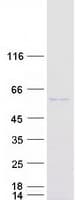 Human PDIA3 / ERp57 Protein (Recombinant Myc-DDK (Flag))