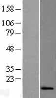 Human ATP5S Protein (Over-Expression Lysate Myc-DDK (Flag))