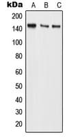 Polyclonal Rabbit anti-Human BMS1 Antibody (Internal, WB)