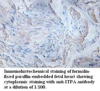 ITPA Antibody (aa21-177)
