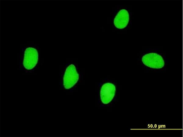 RBMS2 / SCR3 Antibody (clone 3B12)